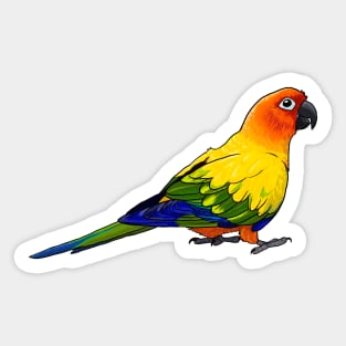 Sun Conure Sticker